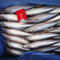 BQF Frozen Pacific Mackerel tamaño 100-200G 200-300G 10 kg